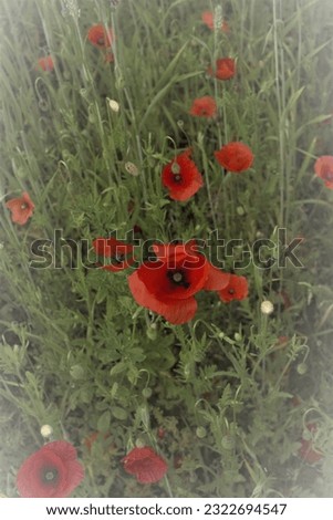 Poppy flowers in a field