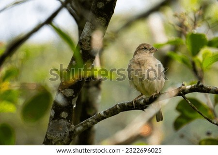 It is a picture of a sparrow 