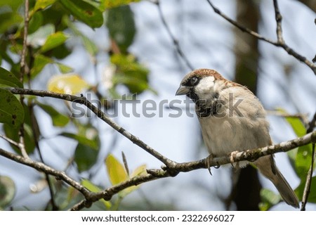 It is a picture of a sparrow 