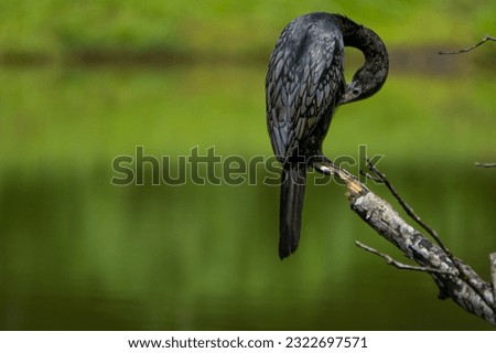 It is picture of a Little Black Cormorant. they live near waters and they are expert divers