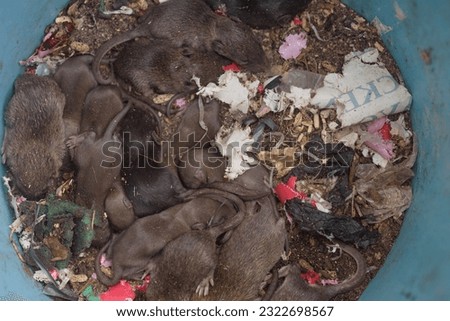 Top view of dirty rat nest. Litter of baby rats inside a filthy garbage can. Domestic rodent infestation. Pest control background. Common household problem. Breeding ground for disease carriers. Royalty-Free Stock Photo #2322698567