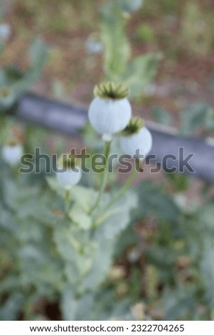 Up close picture of poppy buds