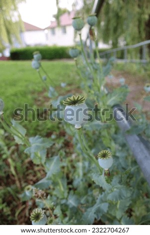 Up close picture of poppy buds