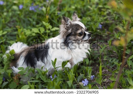 Beautiful white and grey longhair chihuahua dog on green grass with blue flowers. Pets care concept. Outdoors activity.