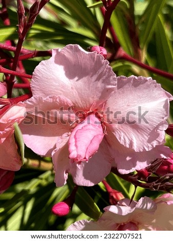 Oleander Pink Beauty, Nerium oleander, shrub with linear-lanceolate leaves and large salver-shaped pink flowers in terminal clusters, Royalty-Free Stock Photo #2322707521