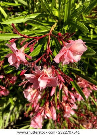 Oleander Pink Beauty, Nerium oleander, shrub with linear-lanceolate leaves and large salver-shaped pink flowers in terminal clusters, Royalty-Free Stock Photo #2322707541