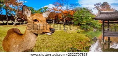 Nara park in Japan. Young deer. Asian fauna. Deer near river. Nara park area. Hornless deer on green lawn. Natural attractions of Japan. Wooden gazebo in pond. Animals from Japan. Royalty-Free Stock Photo #2322707939