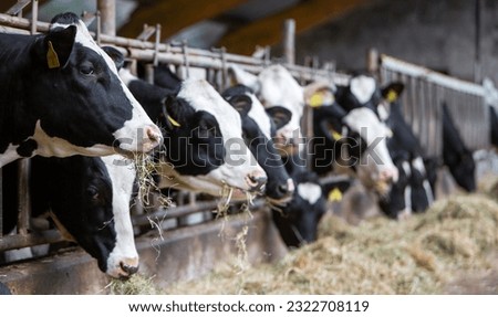 black and white spotted cows feed on hay inside dutch farm in the netherlands Royalty-Free Stock Photo #2322708119