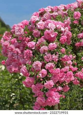 Climbing rose bush with pink beautiful flowers. Royalty-Free Stock Photo #2322719931