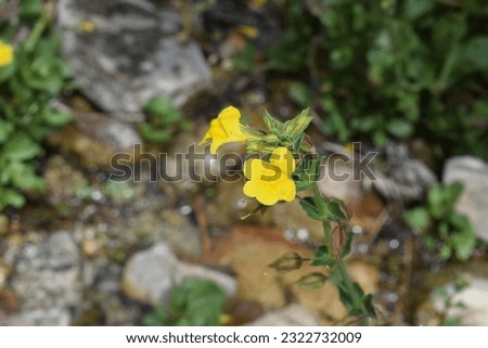 Bright Yellow Flowers on Arizona Mount Graham by stream Royalty-Free Stock Photo #2322732009
