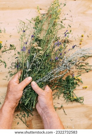 Women's hands hold a bunch of medicinal herbs. Woman herbalist doctor prepares herbal collection. Alternative medicine Royalty-Free Stock Photo #2322732583