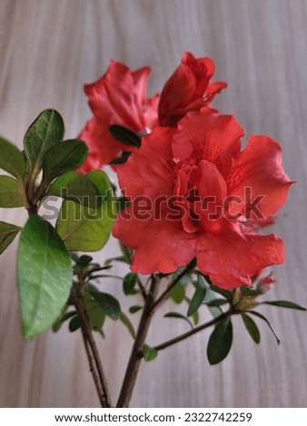 This is a beautiful picture of a flower called Azalea in red color.