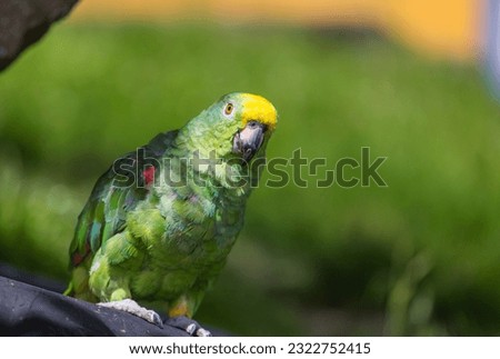 The yellow-crowned amazon or yellow-crowned parrot is a species of parrot native to tropical South America. Royalty-Free Stock Photo #2322752415