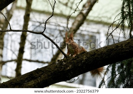 a european red squirrel in a tree