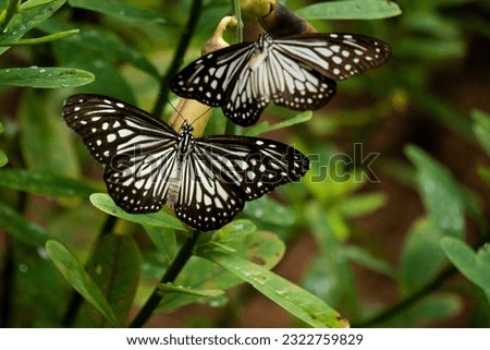 A picture of a Glassy tiger butterflies 
