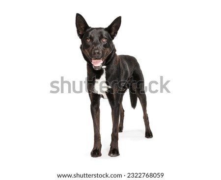 large breed of brown dog stands on a white background and smiles. Royalty-Free Stock Photo #2322768059