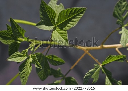 Close up photo of pattern of green leaves