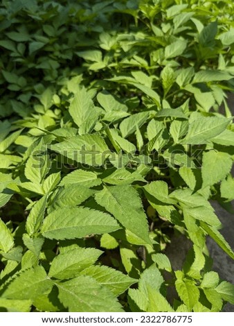 Portrait picture of weeds at garden