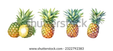 Set of pineapple watercolor isolated on white background. Fruit painting vector illustration