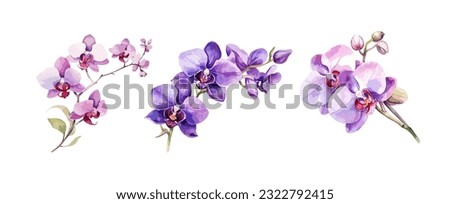 Orchid Flowers Watercolor isolated on white background. Beautiful flowers decorative vector illustration