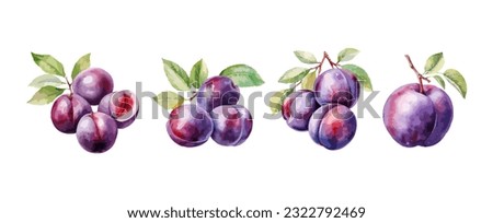 Set of plum fruit watercolor isolated on white background. Vector illustration Royalty-Free Stock Photo #2322792469