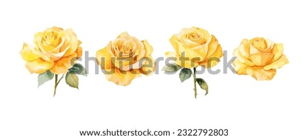 Set of beautiful yellow rose flowers watercolor isolated on white background. Vector illustration