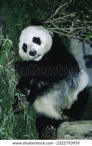 Cuddly and unique to China the Great Panda