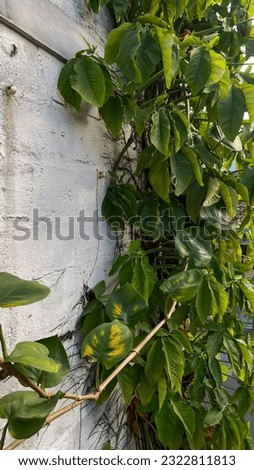 a series of leaves that spread on the walls are circular white walls