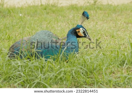Green peacock in the zoological park Royalty-Free Stock Photo #2322814451