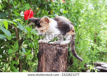 Cute kitten sitting on a tree stump in the garden, stock photo