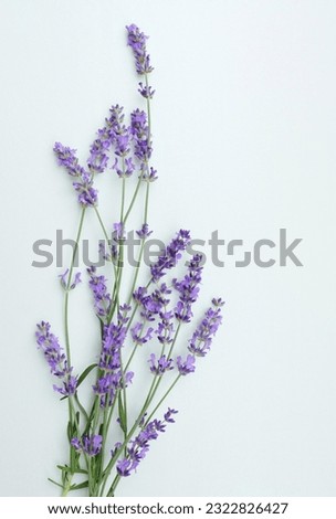 Lavender flowers bouquet on light blue background. Botanical poster. Floral card