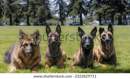 A pack of dogs posing for a picture at a park