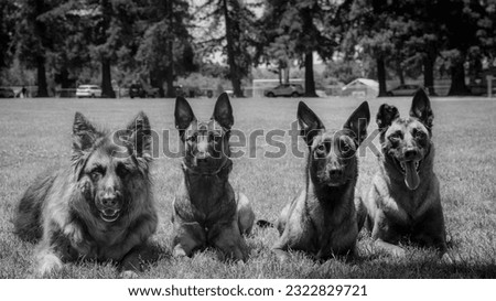 A pack of dogs posing for a picture at a park