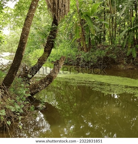 it is a beautiful nature.
the picture have mostly green plant.
also have a small river and water.