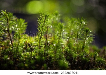 A young sapling of spruce grows in the forest ground with green moss. Sapling spruce planted by nature.  Small coniferous trees. Green sprouts of spruce trees. New life concept. Royalty-Free Stock Photo #2322833041