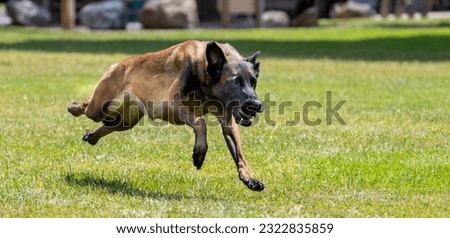 A Belgian Malinois shepherd running and playing at the park Royalty-Free Stock Photo #2322835859