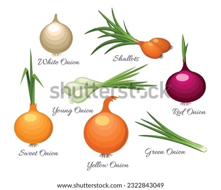 Onion organic vegetables types. Farm fresh healthy white spring field sweet yellow white shallots green varieties onions vector isolated illustration Royalty-Free Stock Photo #2322843049
