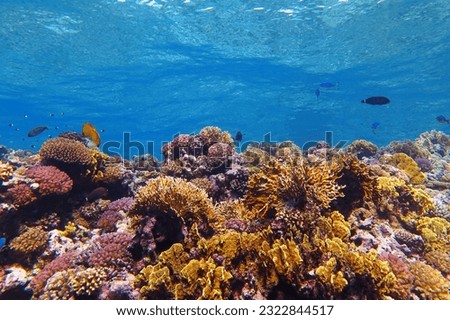 Rich healthy colorful coral reef in the shallow tropical ocean. Snorkeling with the marine life over the reef. Underwater photography, wildlife in the ocean, corals and fish. Undersea travel picture.