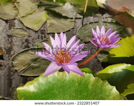 The picture of the lotus flower in the tub at Grandma's house in the evening