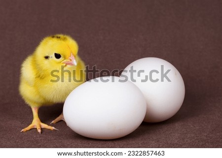 Little chicken and chicken eggs. View from the side. A small newborn yellow chick is standing near an egg. Copy space