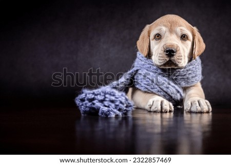 The dog is wrapped in a knitted scarf. Close-up portrait of a cute puppy, a baby dog wrapped in a scarf. Dark in the background. Copy space