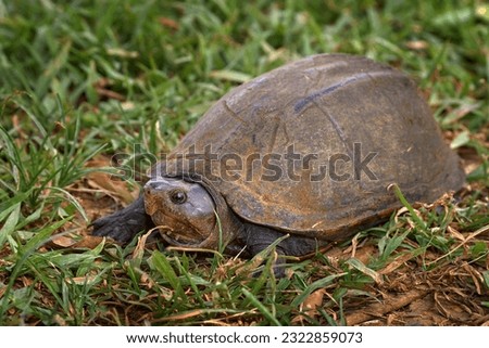Scorpion mud turtle, Kinosternon scorpioides, turtle in the green grass near the water. Cano Negro Reserve in Costa Rica.  Tabasco mud turtle in the nature habitat. Costa Rica wildlife.  Royalty-Free Stock Photo #2322859073