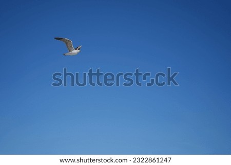 Single seagull flying - Blue sky background
