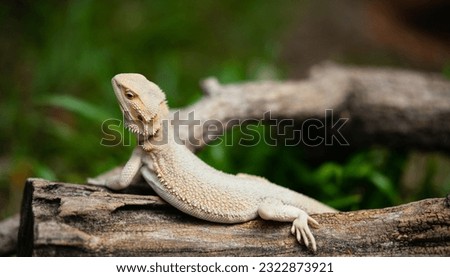 bearded dragon on ground with blur background


