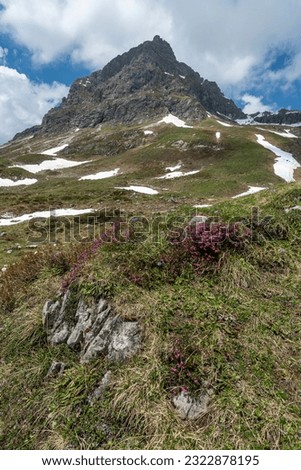 Alpine flowers on beautiful colored meadows with rocky mountains in background, steep, stony slopes and rocks on the pasture, on a sunny summer day with veil clouds, Bregenzerwald, Vorarlberg, Austria