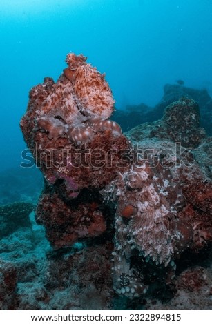 octopus meeting reef coral pulpo