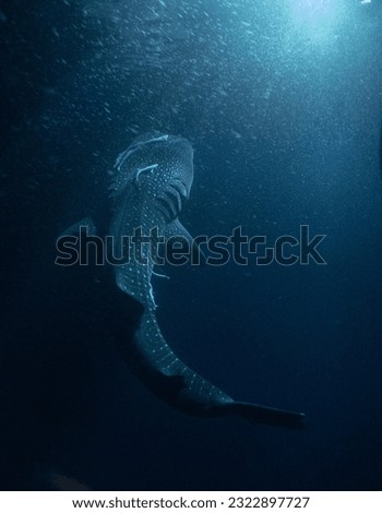 whaleshark whale shark tiburon tiburonballena
