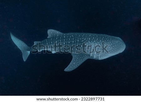 whaleshark whale shark tiburon tiburonballena
