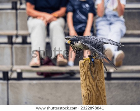 Falcon preparing to take off from a post during a show performance in Adler-Arena Landskron in Villach, Carinthia, Austria Royalty-Free Stock Photo #2322898841