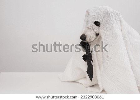 Jack Russell Terrier dog in a ghost costume holding a bat on a white background. 
